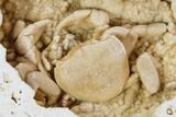 Fossil Crab (Potamon) Preserved in Travertine - Turkey #106454-1